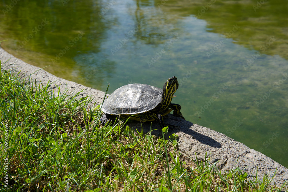 Obraz premium A small turtle sits on the grassy edge of a concrete bank next to a calm green pond under clear sunlight in a natural outdoor park environment during daytime.