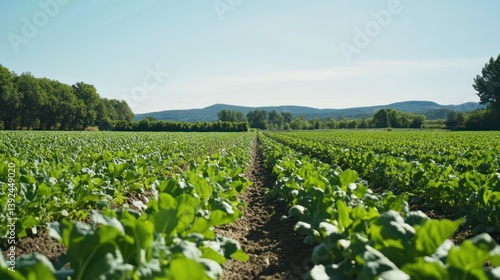A modern farm with an efficient irrigation system watering rows of healthy vegetables, set against a clear blue sky, showcasing sustainable farming.

 photo