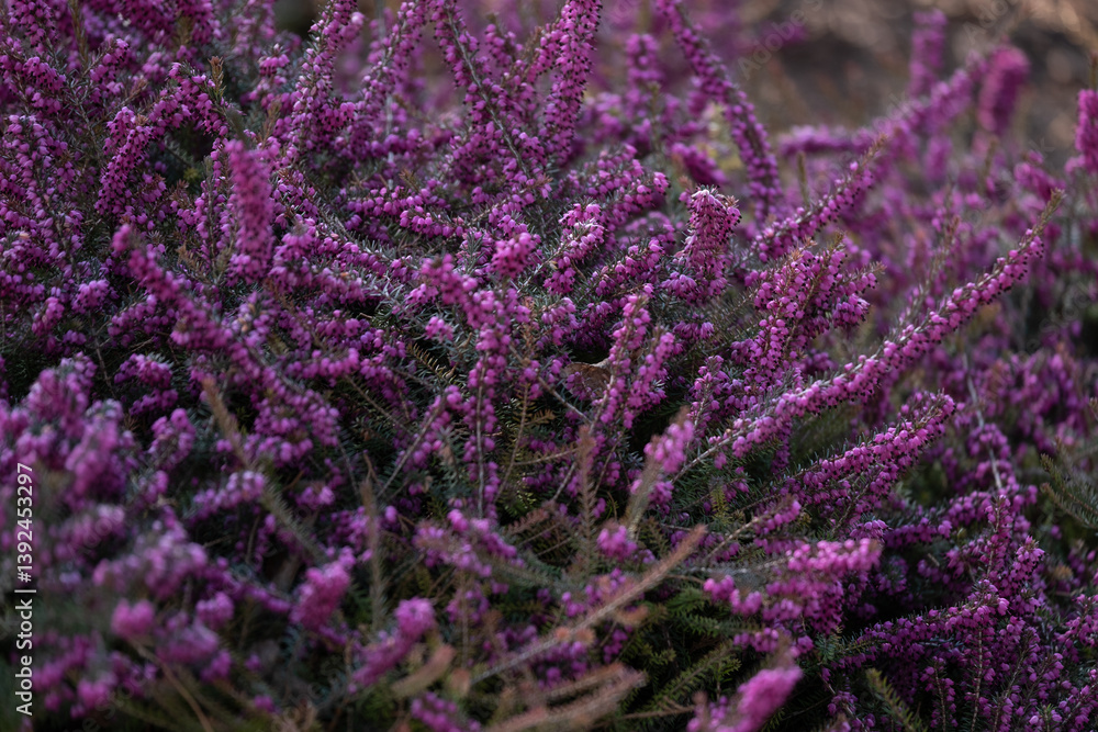 Fototapeta premium Vibrant Purple Blooming heather with dense purple flowers