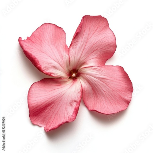 A single Oleander petal petals photography botanical.