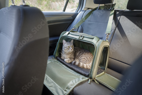 Obraz na płótnie Tabby cat in pet carrier riding in a car w salonie