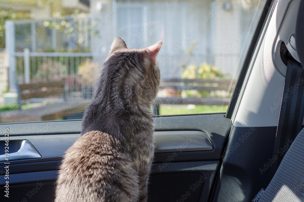 Cat riding in a car