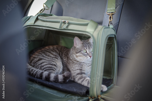 Tabby cat in pet carrier riding in a car
