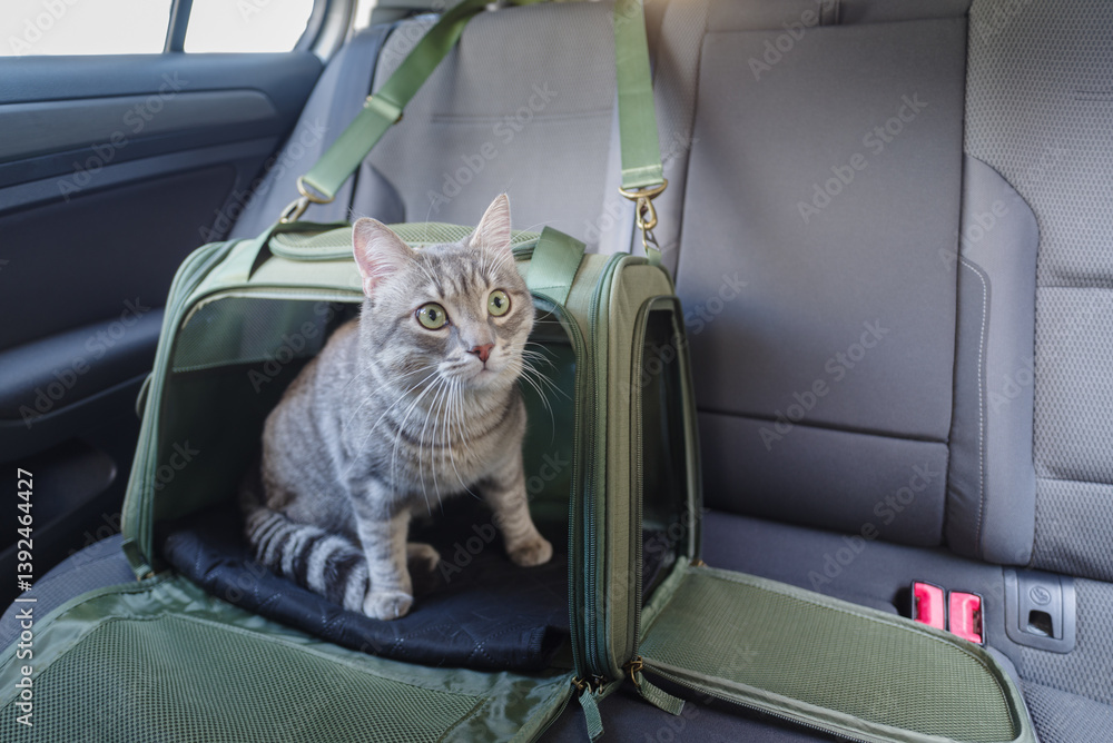 Tabby cat in pet carrier riding in a car