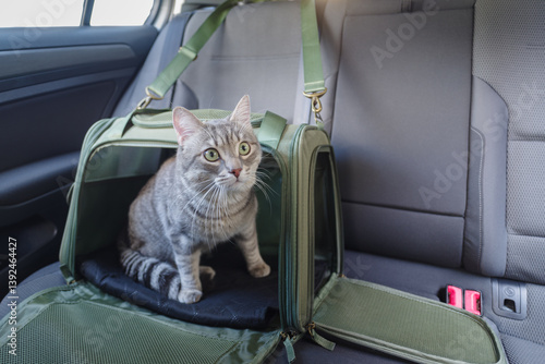 Obraz na płótnie Tabby cat in pet carrier riding in a car w salonie