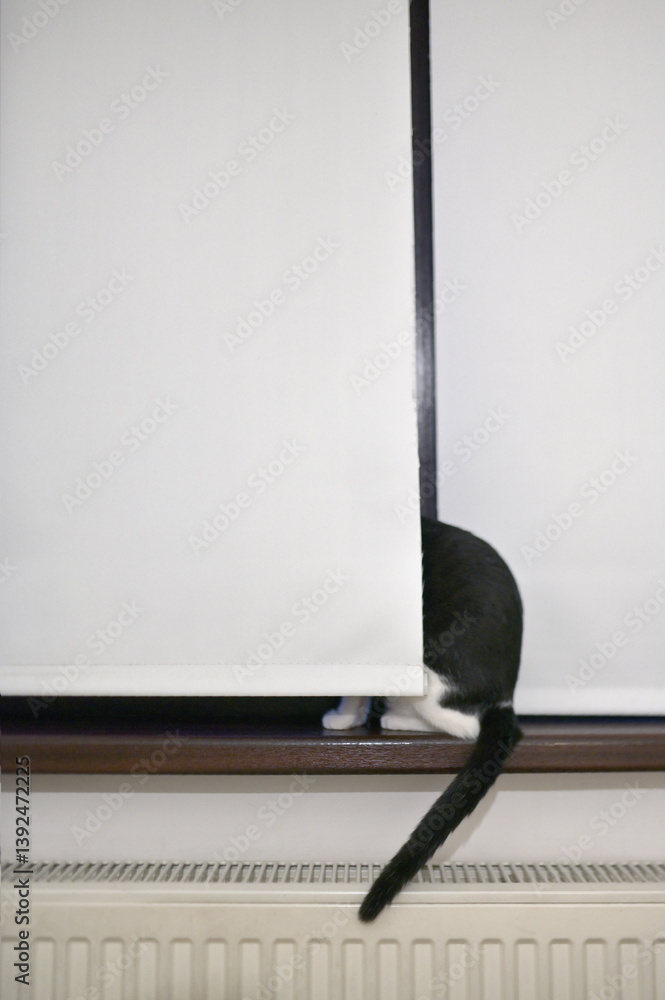 A cat is hiding behind the blinds