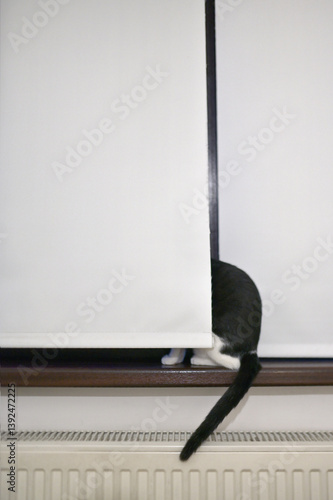 Obraz na płótnie A cat is hiding behind the blinds w salonie