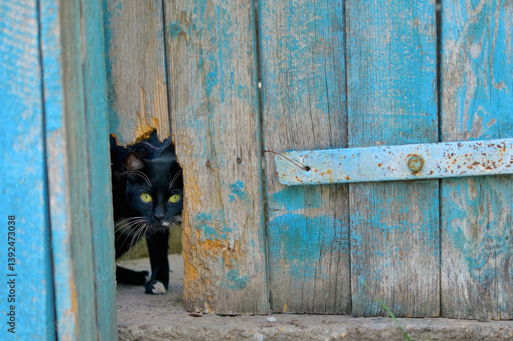 A cat is hiding behind the fence