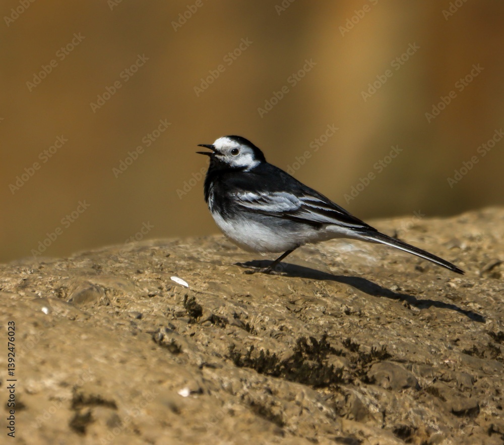 Naklejka premium White wagtail bird on rock