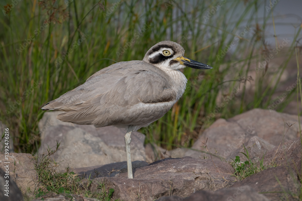 Great thick-knee (Esacus recurvirostris) perched on a rock on riverbank, Chambal river, Dholpur, Rajastahn, India. Great thick-knee (Esacus recurvirostris) perched on a rock on riverbank, Chambal river, Dholpur, Rajastahn, India.