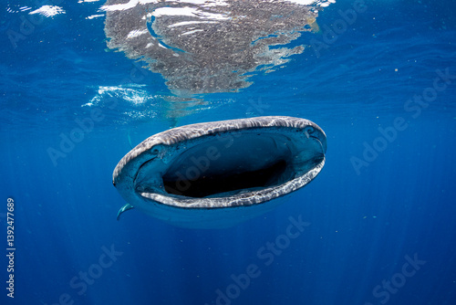 Whale shark (Rhincodon typus) feeding on fish eggs at the water surface, Isla Mujeres, Quintana Roo, Yucatan Peninsula, Mexico, Caribbean Sea. Endangered. 