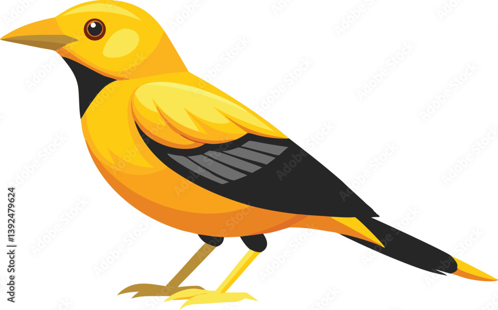 Fototapeta premium Beautiful Golden Oriole bird vector illustration