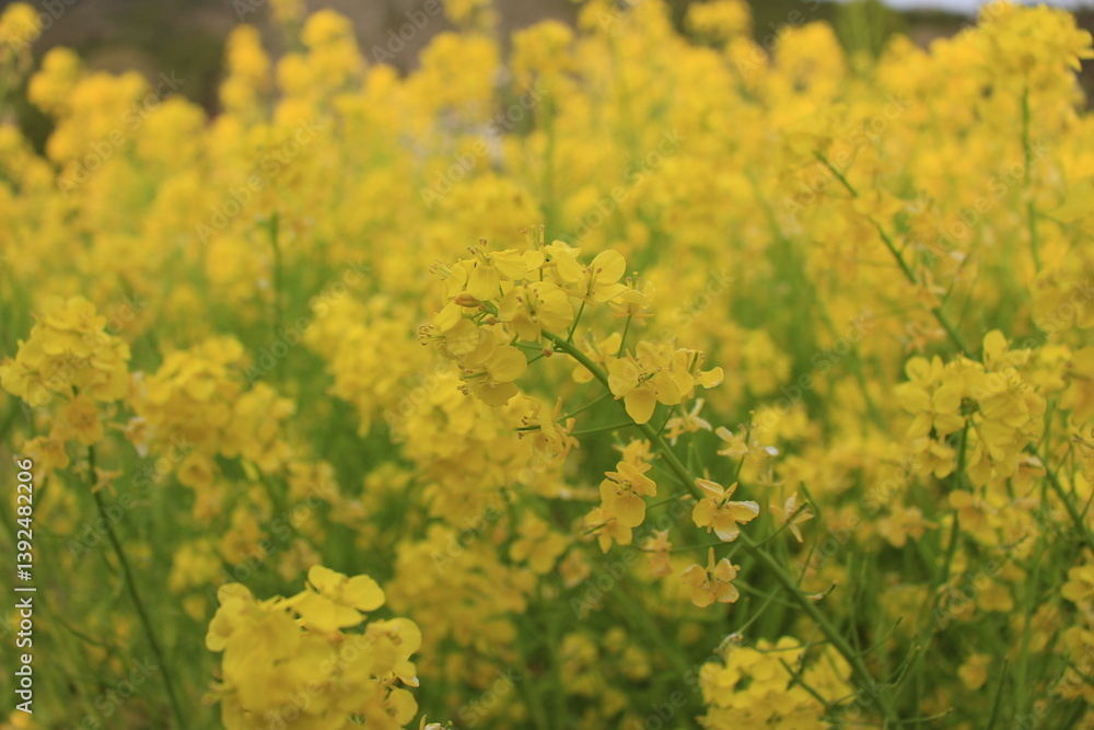 菜の花rape blossoms 菜の花rape blossoms