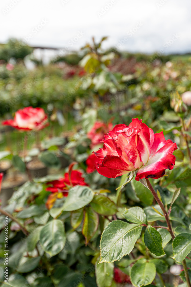 Obraz premium Close-up of a red and white rose in full bloom