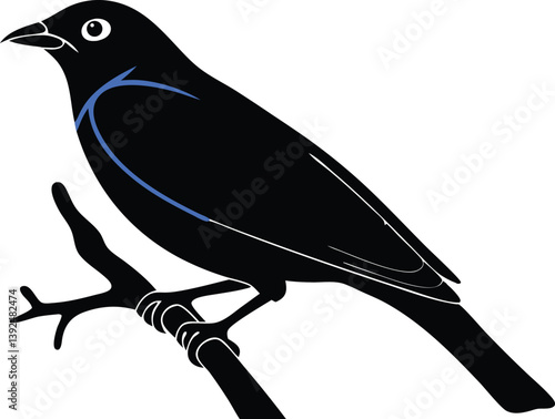 Beautiful Sapphire Cotinga bird sitting forward on the branch silhouette black color vector illustration