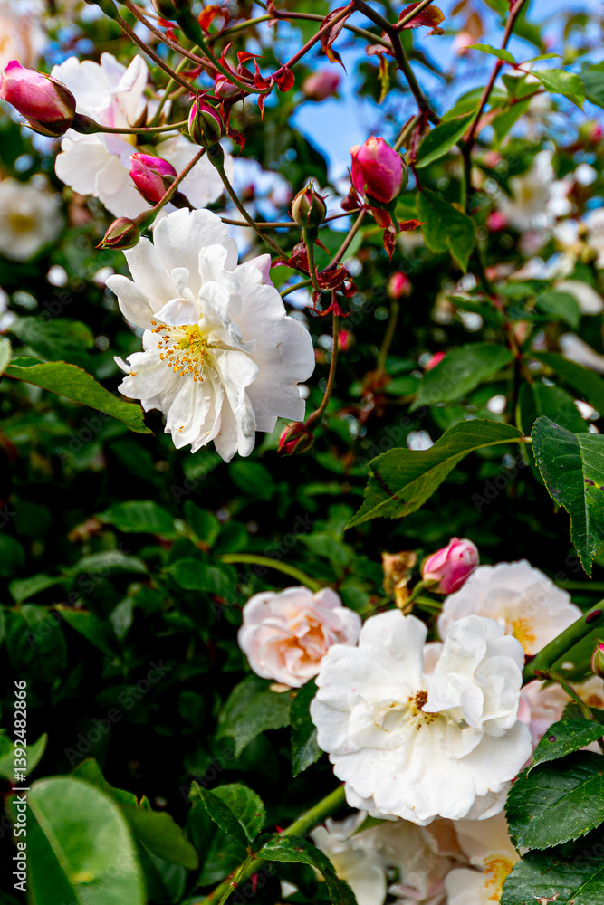 Close-up of  white and light pink roses in full bloom