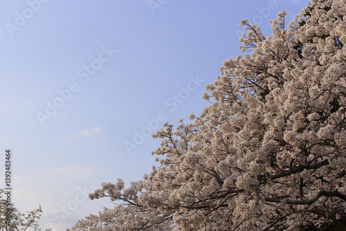 桜さくらCherry春