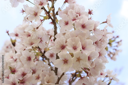 桜さくらCherry春