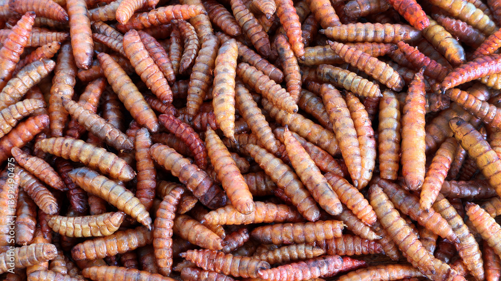 Full screen dried black soldier fly (BSF) maggot for fish and poultry feed Full screen dried black soldier fly (BSF) maggot for fish and poultry feed