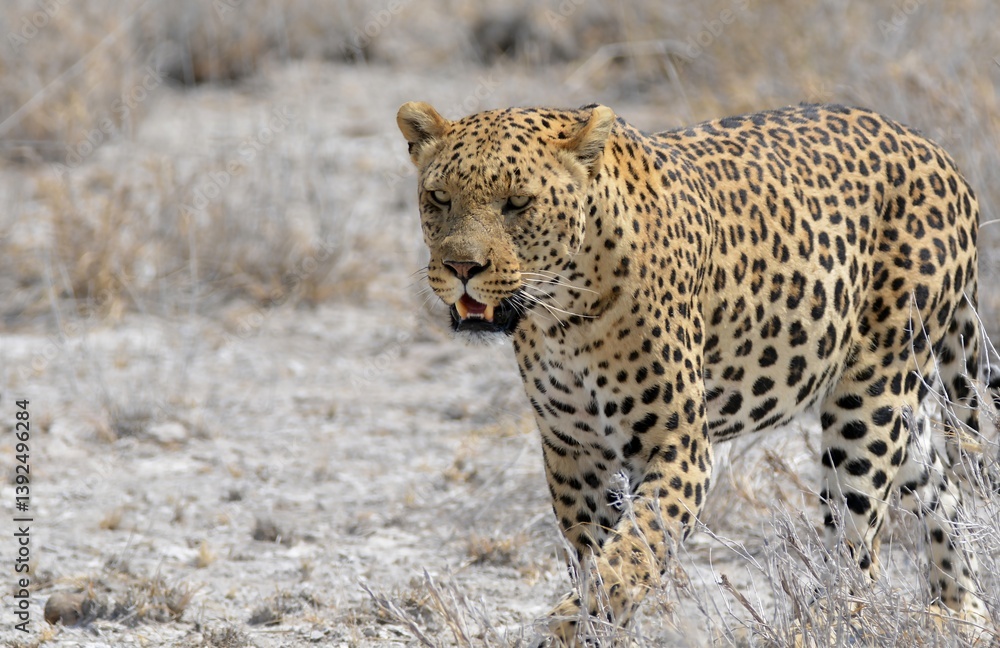Obraz premium Leopard in wild savannah - Animal of africa