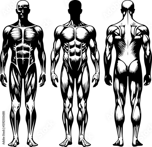 sketch vector illustration design image icon logo symbol anatomy of adult human body with muscle tissue  