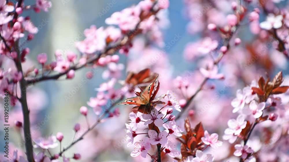 Beautiful butterfly pollinates pink flowers. Aglais io, the European peacock, the peacock butterfly. Spring nature background. Beautiful butterfly pollinates pink flowers. Aglais io, the European peacock, the peacock butterfly. Spring nature background.