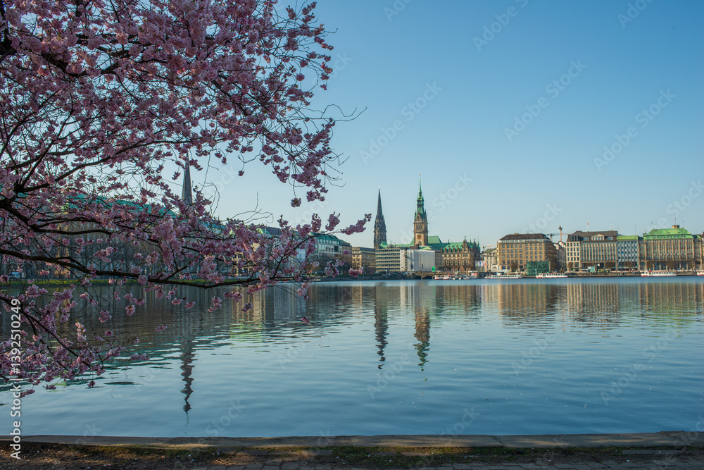 Fototapeta premium Kirschblüte an der Alster mit rosa Zierkirsche und Blick auf die Hamburger City