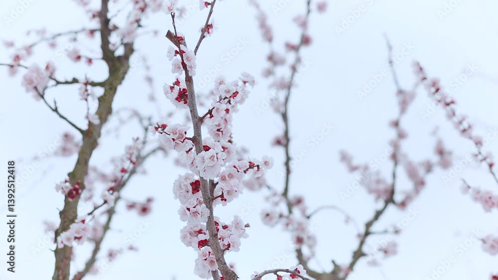 Tree branches covered with beautiful spring pink flowers. Spring time blossoming. Blossom of a young apple tree.
