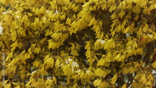 Yellow Forsythia flower. Yellow spring blossom covered with snow. Yellow petals of Forsythia. Yellow bell flowers.