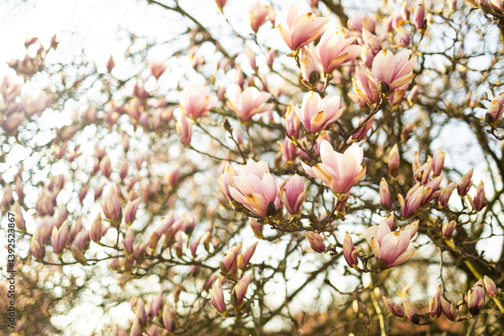 A close-up of a magnolia tree in full bloom, showcasing vibrant pink flowers on branches against a bright sky. The delicate petals stand out in the sunlight, symbolizing the beauty of spring