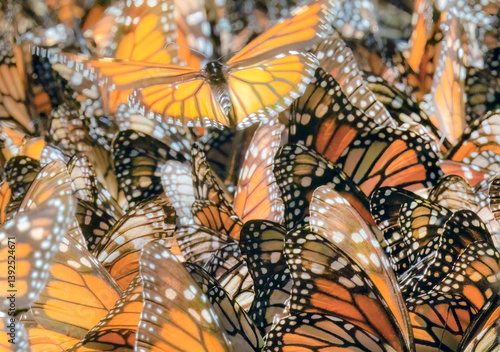 Monarch butterflies (Danaus plexippus) congregating at water, Chinqua butterfly reserve, Mexico.