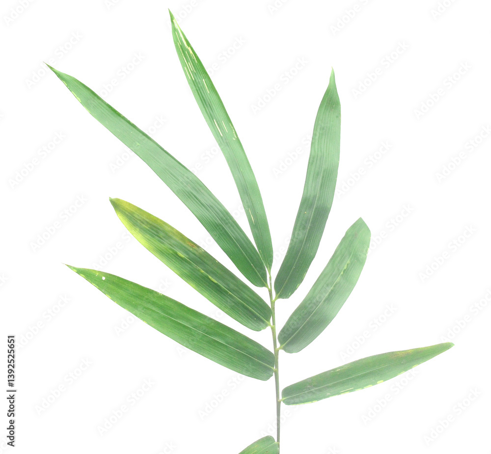 Obraz premium Bamboo leaf isolated on white with clipping path - stock photo 