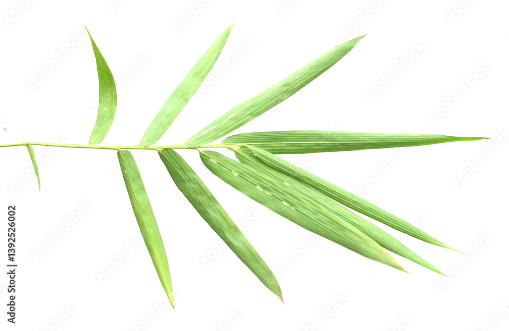 Fototapeta premium Bamboo leaf isolated on white with clipping path - stock photo 