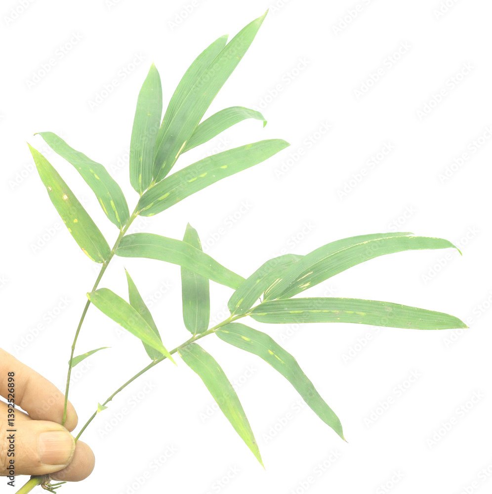 Fototapeta premium Bamboo leaf isolated on white with clipping path - stock photo 
