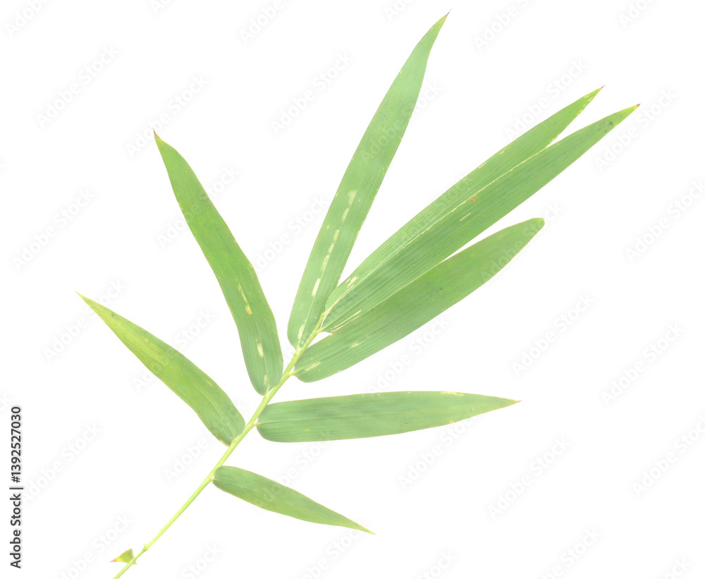 Fototapeta premium Bamboo leaf isolated on white with clipping path - stock photo