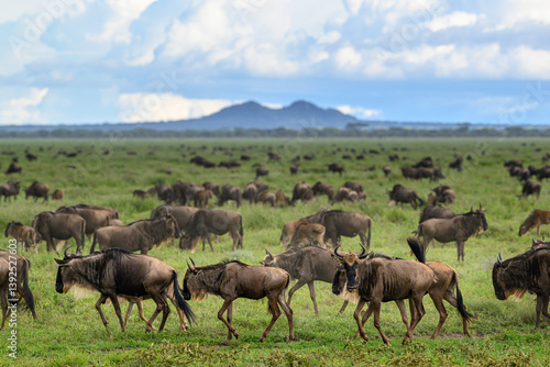 White-bearded wildebeest (Connochaetes taurinus) herd walking across short-grass plains, Ndutu area, Ngorongoro Conservation Area (NCA) / Serengeti border, Tanzania.
