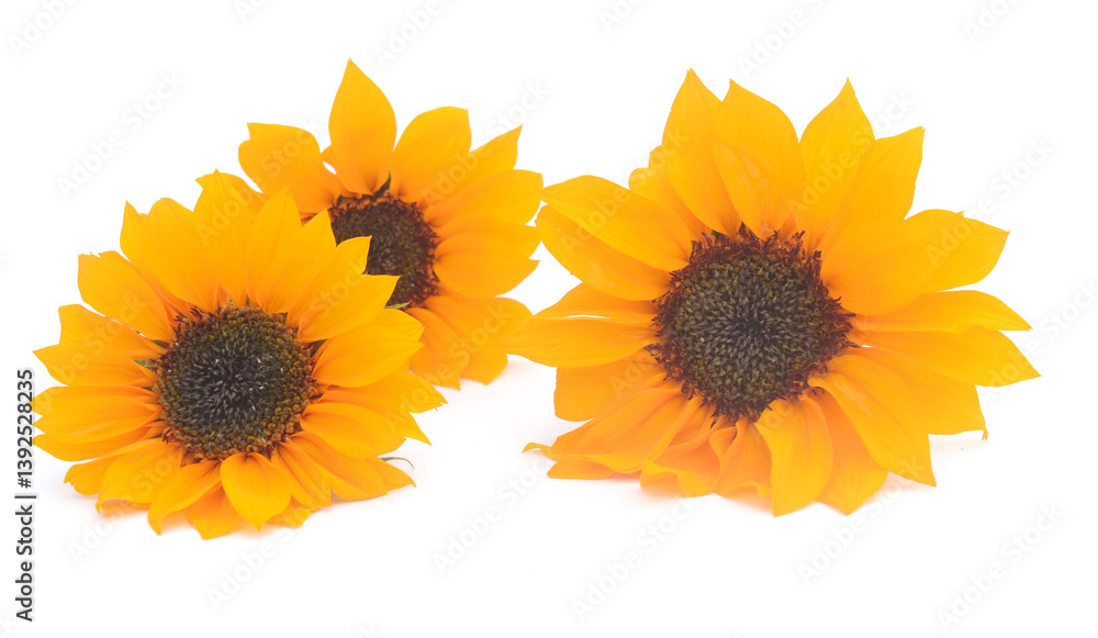 Naklejka premium Sunflower Isolated on White - stock photo 