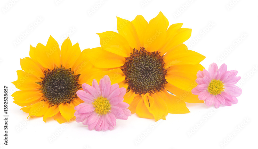 Obraz premium Sunflower Isolated on White - stock photo 