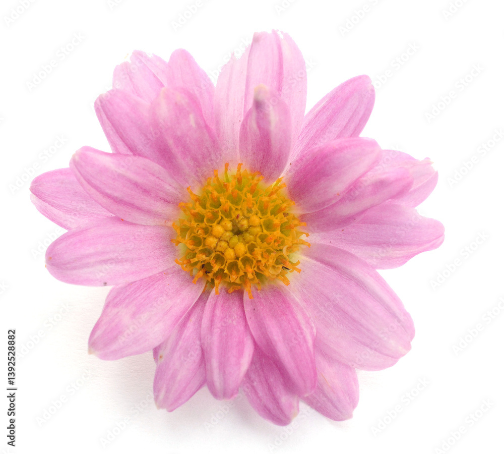Dahlia - stock photo
Dahlia - stock photo