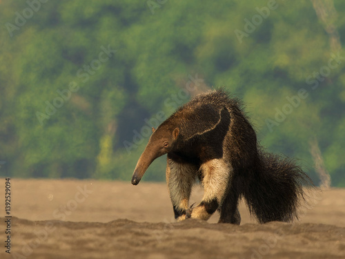 Giant anteater (Myrmecophaga tridactyla) walking on sandbank along the Napo River, Amazon basin, Ecuador.