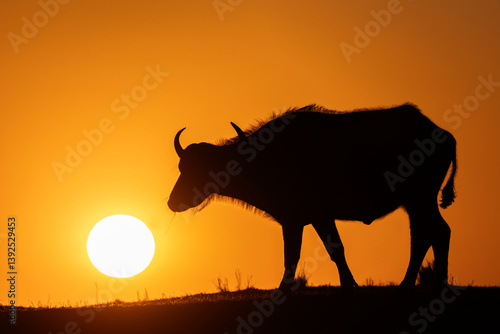 Cape buffalo (Syncerus caffer) silhouetted at sunrise, Chobe National Park, Botswana.