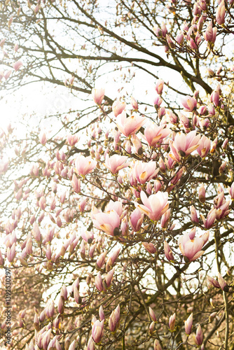 Obraz na płótnie A close-up of a magnolia tree in full bloom, showcasing vibrant pink flowers on branches against a bright sky. The delicate petals stand out in the sunlight, symbolizing the beauty of spring w salonie