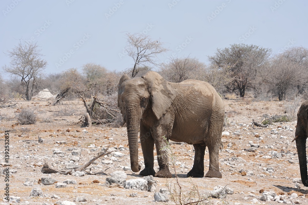 Fototapeta premium Elefanti nella savana selvaggia , in botswana africa
