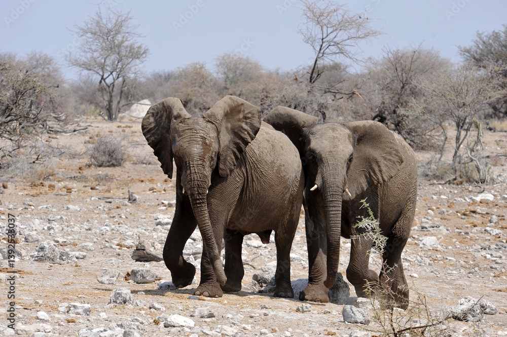 Elefanti nella savana selvaggia , in botswana africa Elefanti nella savana selvaggia , in botswana africa