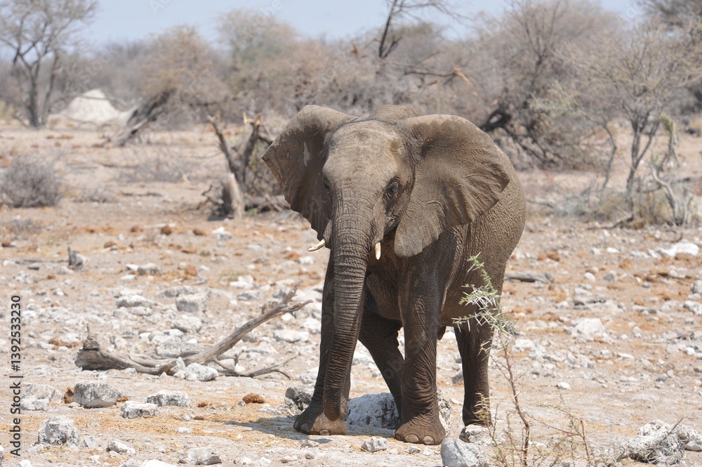 Fototapeta premium Elefanti nella savana selvaggia , in botswana africa