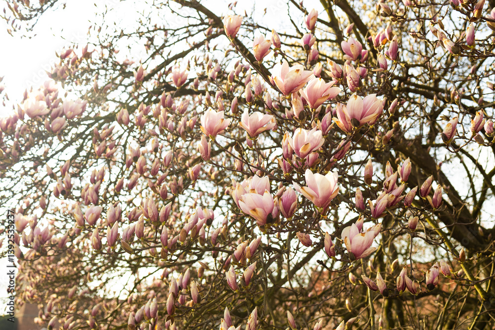 A close-up of a magnolia tree in full bloom, showcasing vibrant pink flowers on branches against a bright sky. The delicate petals stand out in the sunlight, symbolizing the beauty of spring