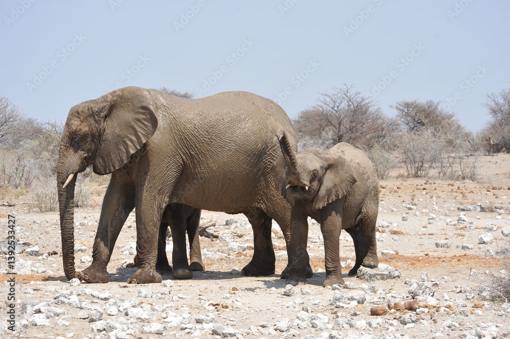 Elefanti nella savana selvaggia , in botswana africa Elefanti nella savana selvaggia , in botswana africa