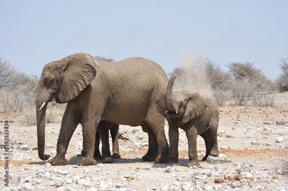 Fototapeta premium Elefanti nella savana selvaggia , in botswana africa