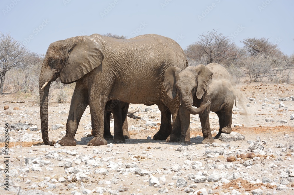 Fototapeta premium Elefanti nella savana selvaggia , in botswana africa