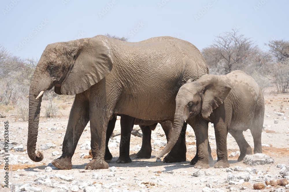 Elefanti nella savana selvaggia , in botswana africa Elefanti nella savana selvaggia , in botswana africa